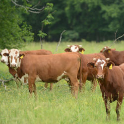 Cattle Feed