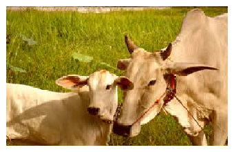 Cattle Feed