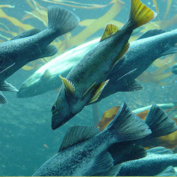 Fish Feed