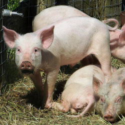 Pig Feed