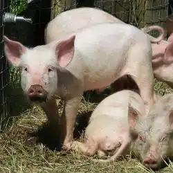 Pig Feed